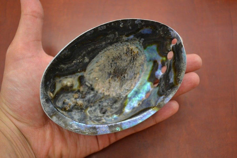 Polished Paua Haliotis Iris Abalone Seashell