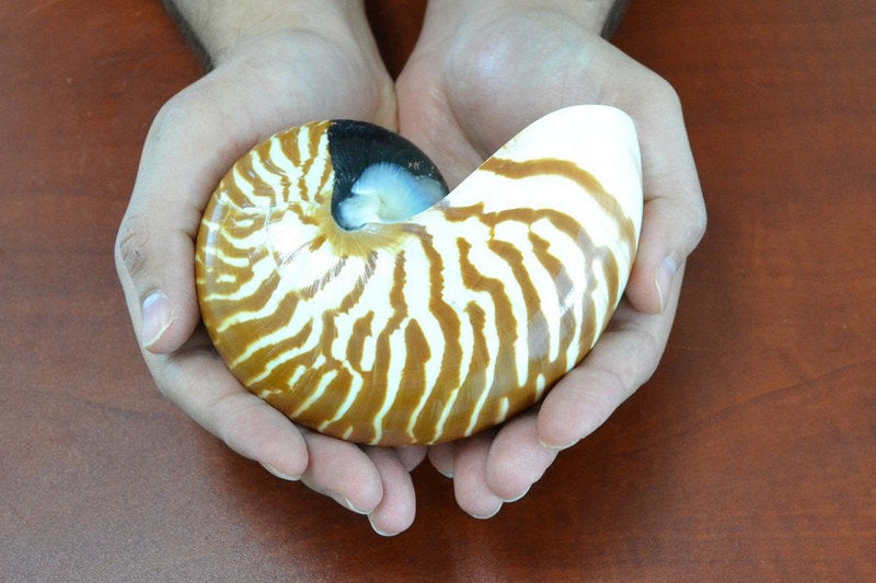 Brown Tiger Striped Chambered Nautilus Shell 4-5"