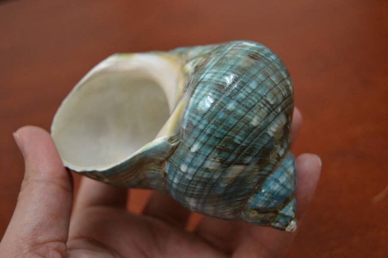 Green Mother of Pearl Jade Turbo Shell 4"