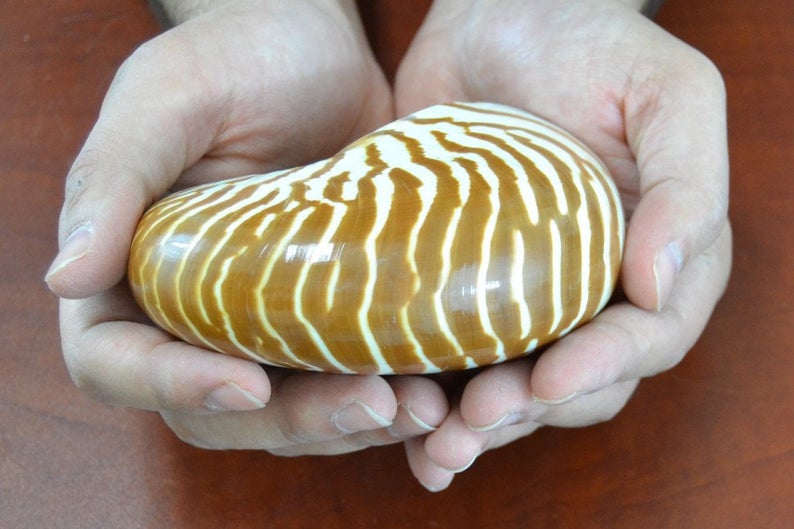 Brown Tiger Striped Chambered Nautilus Shell 4-5"