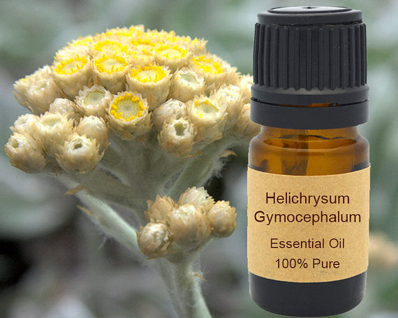 Helichrysum Gymocephalum Essential Oil 10 ml or 15 ml